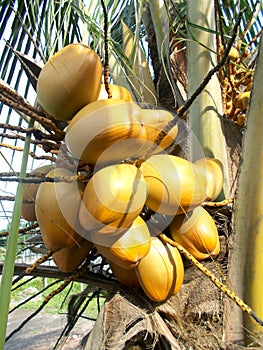 Coconut tree with king coconut fruit