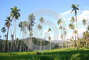 Coconut tree Kotamobagu