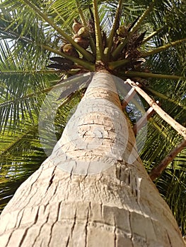Coconut tree