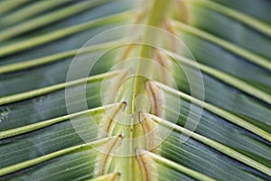 coconut tree leaf