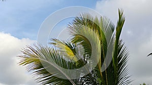 Coconut tree leaves blowing in the wind