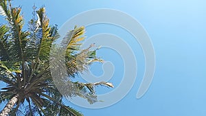 Coconut tree leaves blown by the wind during summer with blue sky background