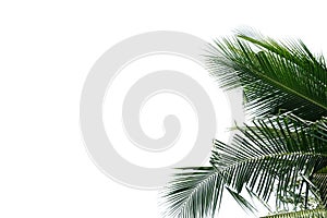 Coconut tree leaves with branches on white isolated background