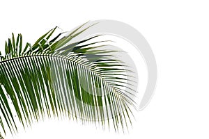 Coconut tree leaves with branches on white isolated background