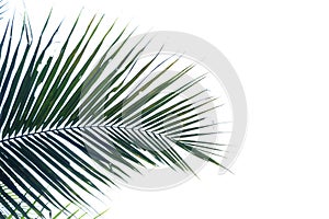 Coconut tree leaves with branches on white isolated background