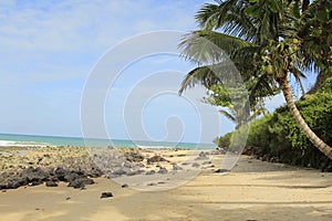 Coconut tree and a lovely beach photo