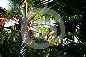 Coconut tree low angle view with tree canopy