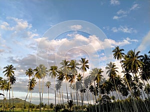 Coconut tree in Minahasa