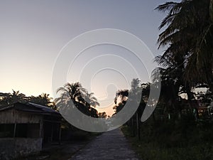 Coconut tree in the morning vibes and the sunrise