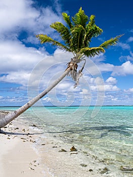 Coconut tree on One Foot Island