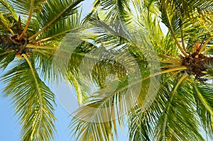 coconut tree over blue sky background