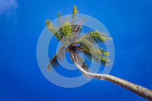 Coconut tree over blue sky at tropical island