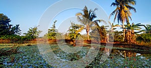 coconut tree in paddy field