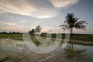 Coconut tree paddy field in evening.