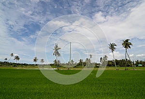 Coconut tree at paddy field