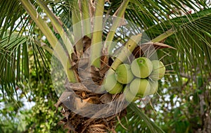 coconut tree palm with coconuts. Coconut on tree to make drink or coconut milk. Young coconuts hanging on tree