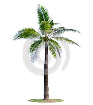 Coconut tree or palm tree Isolated on white background