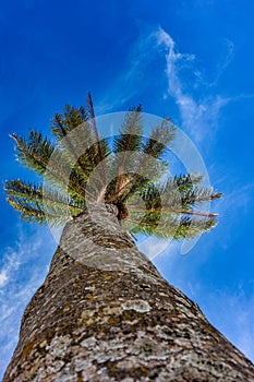 Coconut tree. Palm tree. Photo of coconut tree from the bottom up with the leaves pushed by the wind and the blue sky with some cl