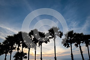 Coconut tree, palm tree, silhouettes at sunset in tropical resort island over ocean, Phuket, Thailand.