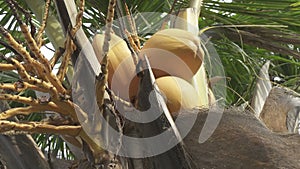 Coconut tree palm tree tropical, Palm trees in the tropical climate by the ocean