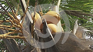 Coconut tree palm tree tropical, Palm trees in the tropical climate by the ocean