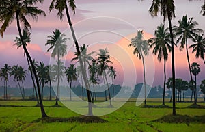 Coconut tree plantation in the middle of paddy fields in Andhra Pradesh state, India photo