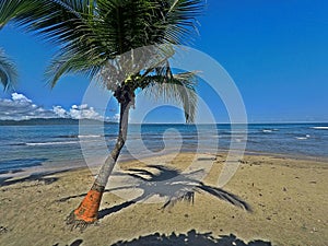 Coconut tree in Puerto Viejo beach, Costa Rica. photo