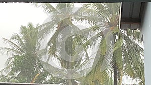 coconut tree when it rains