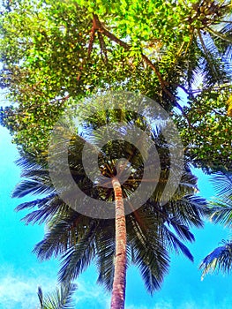 Coconut tree reached the sky