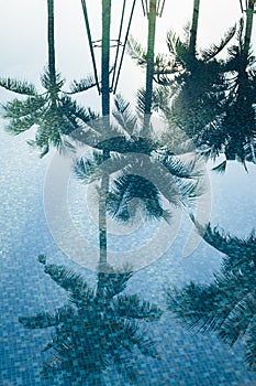 Coconut Tree Reflect in water