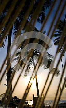 Coconut tree with resort view photo