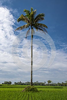 Coconut tree in rice field
