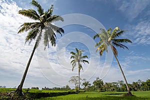 Coconut tree in rice field