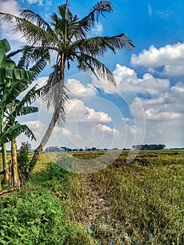 Coconut tree rice field landscape