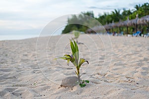 Coconut  tree rice sprouts on the beach