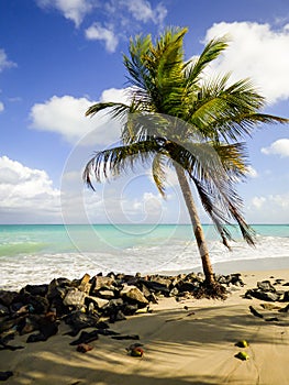 Coconut tree at Rio Ambar Beach on Itamaraca Island photo
