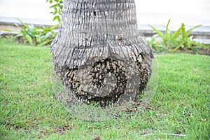 Coconut tree root