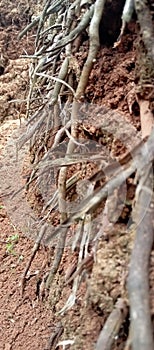 coconut tree roots that have emerged and are dry