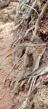 coconut tree roots that have emerged and are dry?