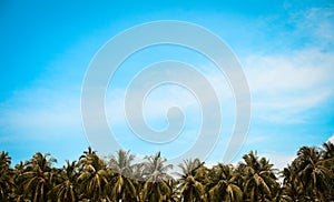 Coconut tree row in the tropical beach with blue sky and clouds. Summer vintage tone background