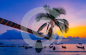 Coconut tree on Sairee beach at sunset ,Koh Toa island, surat thani ,Thailand