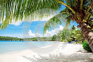 Coconut tree on sand