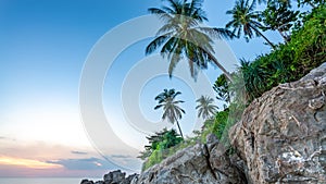Coconut Tree Sea Sky	Background