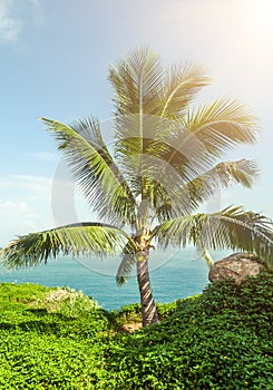 Coconut tree, sea and sunshine