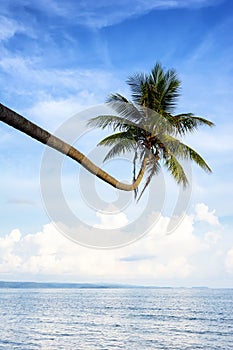 Coconut tree at sea in Thailand
