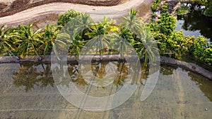 Coconut Tree shadow Reflect in water in Summer