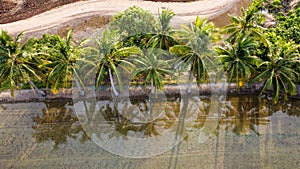 Coconut Tree shadow Reflect in water in Summer