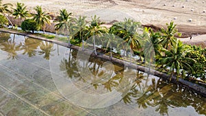 Coconut Tree shadow Reflect in water in Summer