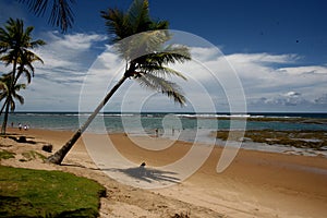 Coconut tree on the shore photo