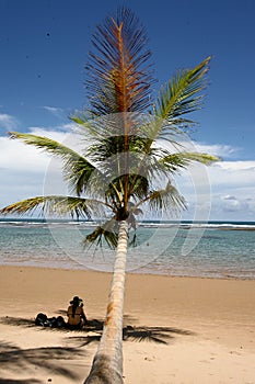 Coconut tree on the shore photo